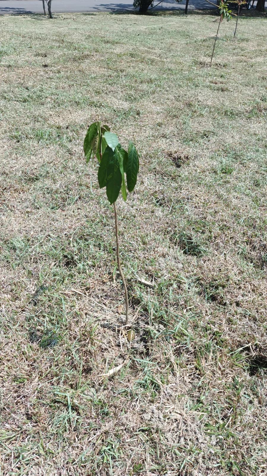 Tabebuya Warna Pagi