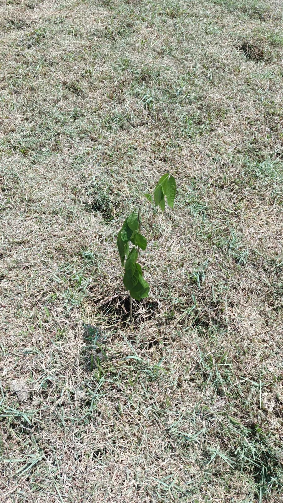 Pohon Mahoni Pilar Hijau