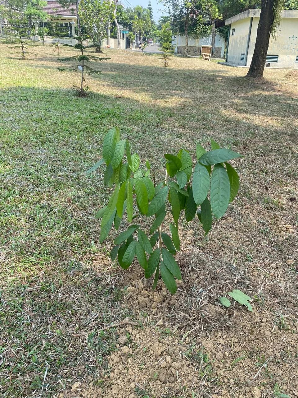 Tabebuya Warna Langkah