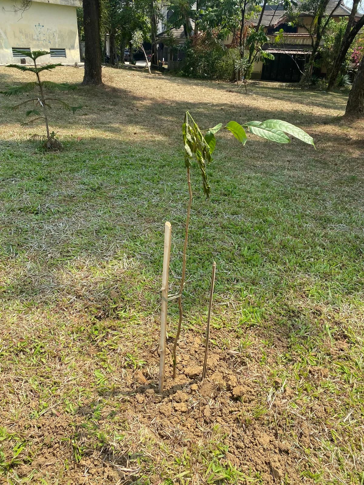 Tabebuya Pemandangan Baru