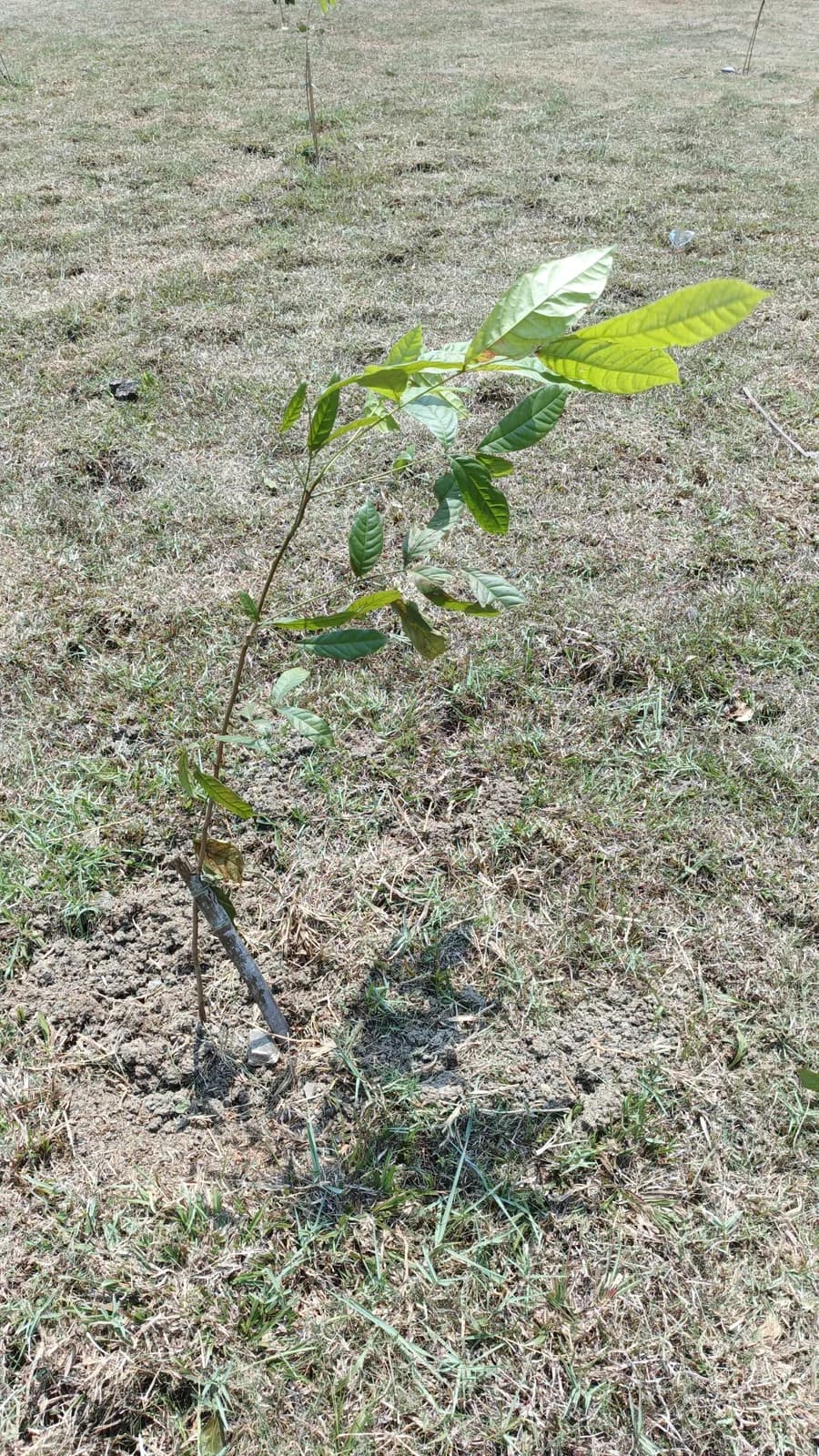 Pohon Tabebuya Warna Harapan