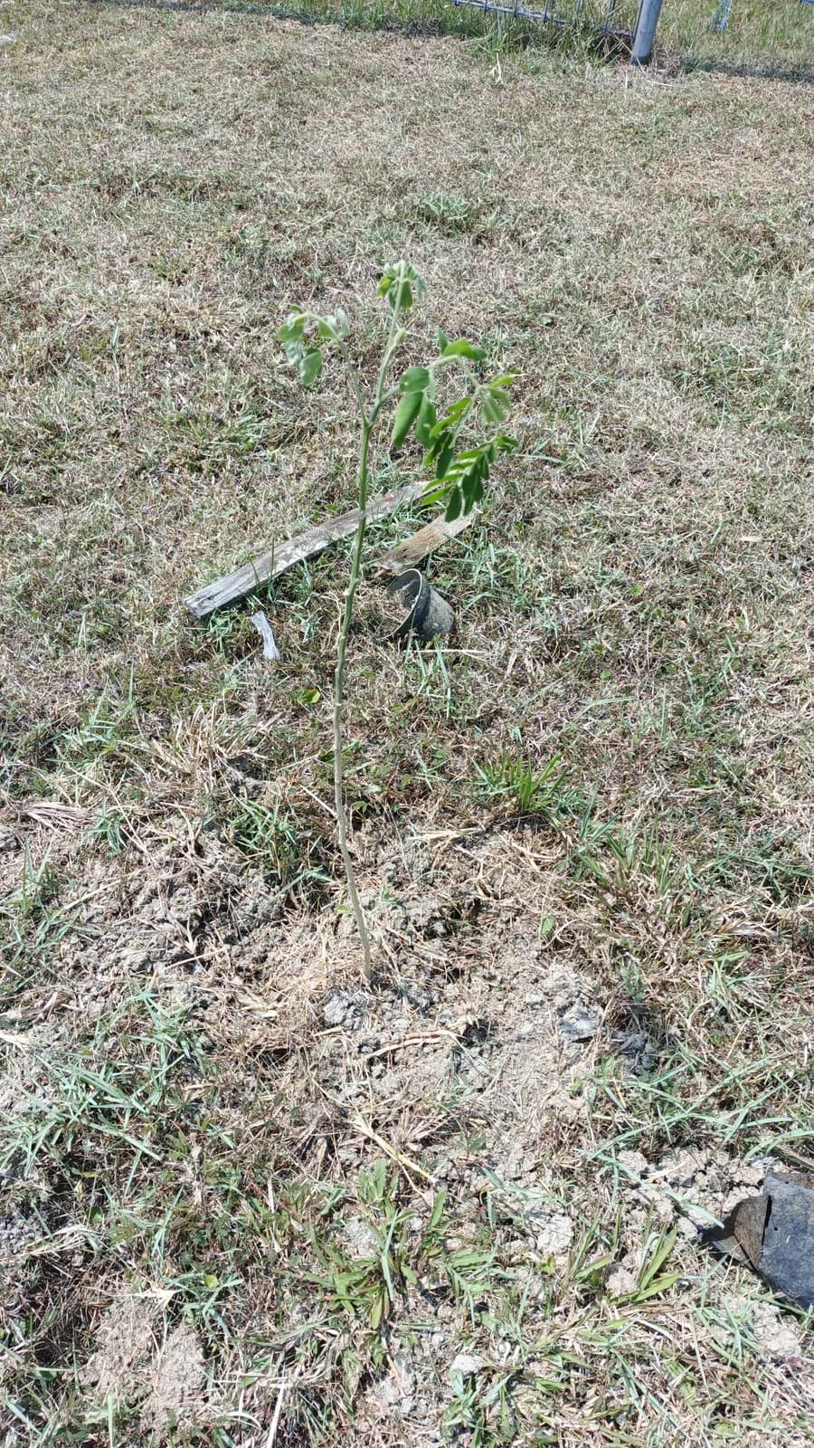 Pohon Trembesi Kanopi Hijau