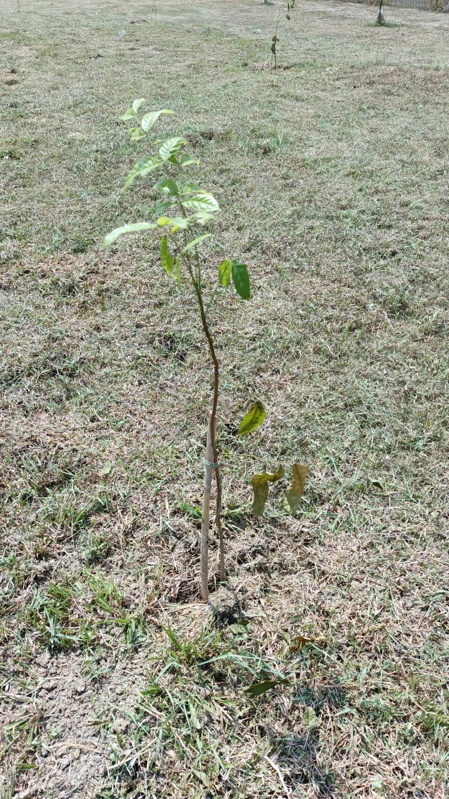 Pohon Mahoni Jejak Kehidupan