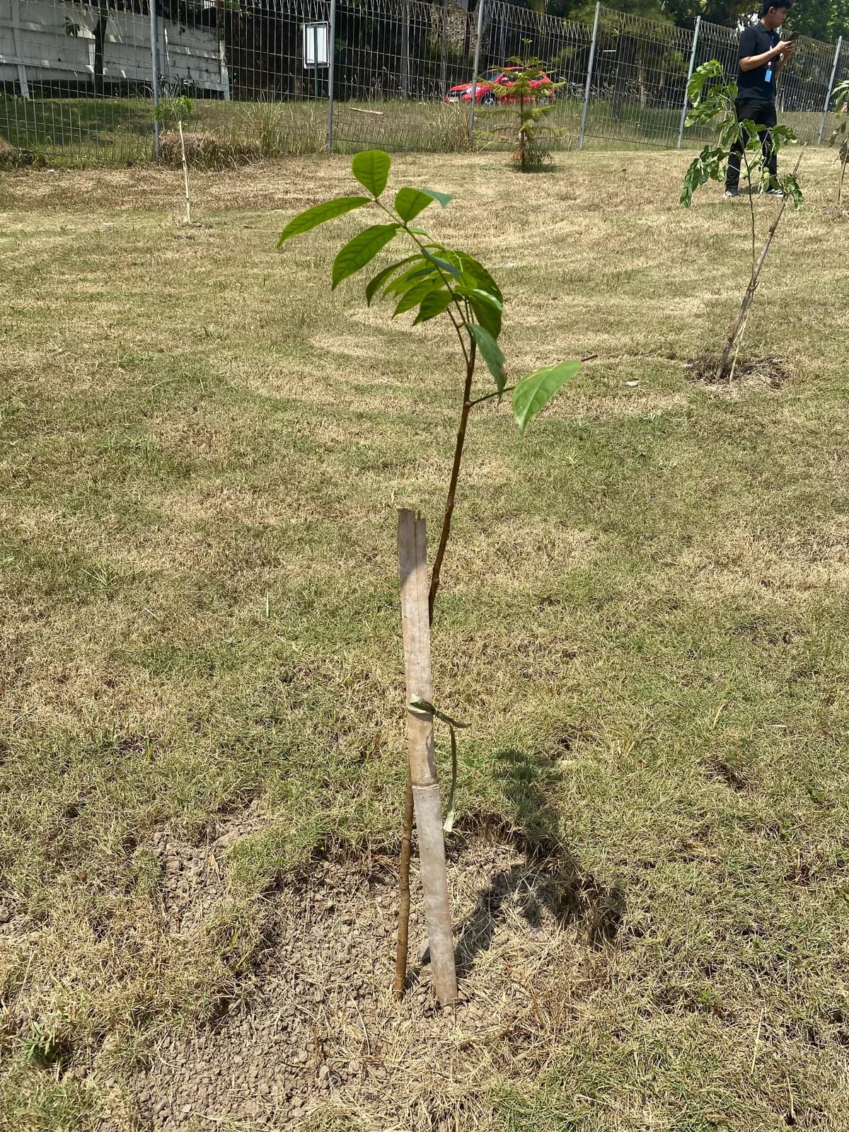 Tabebuya Warna di Antara Hijau