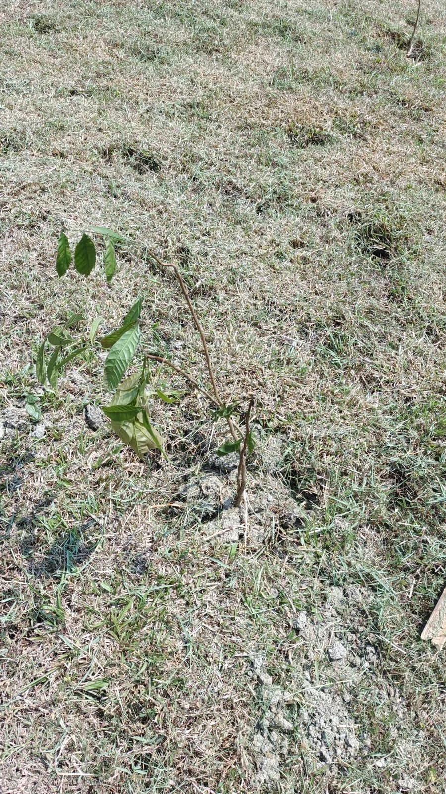Pohon Tabebuya Senyum Taman