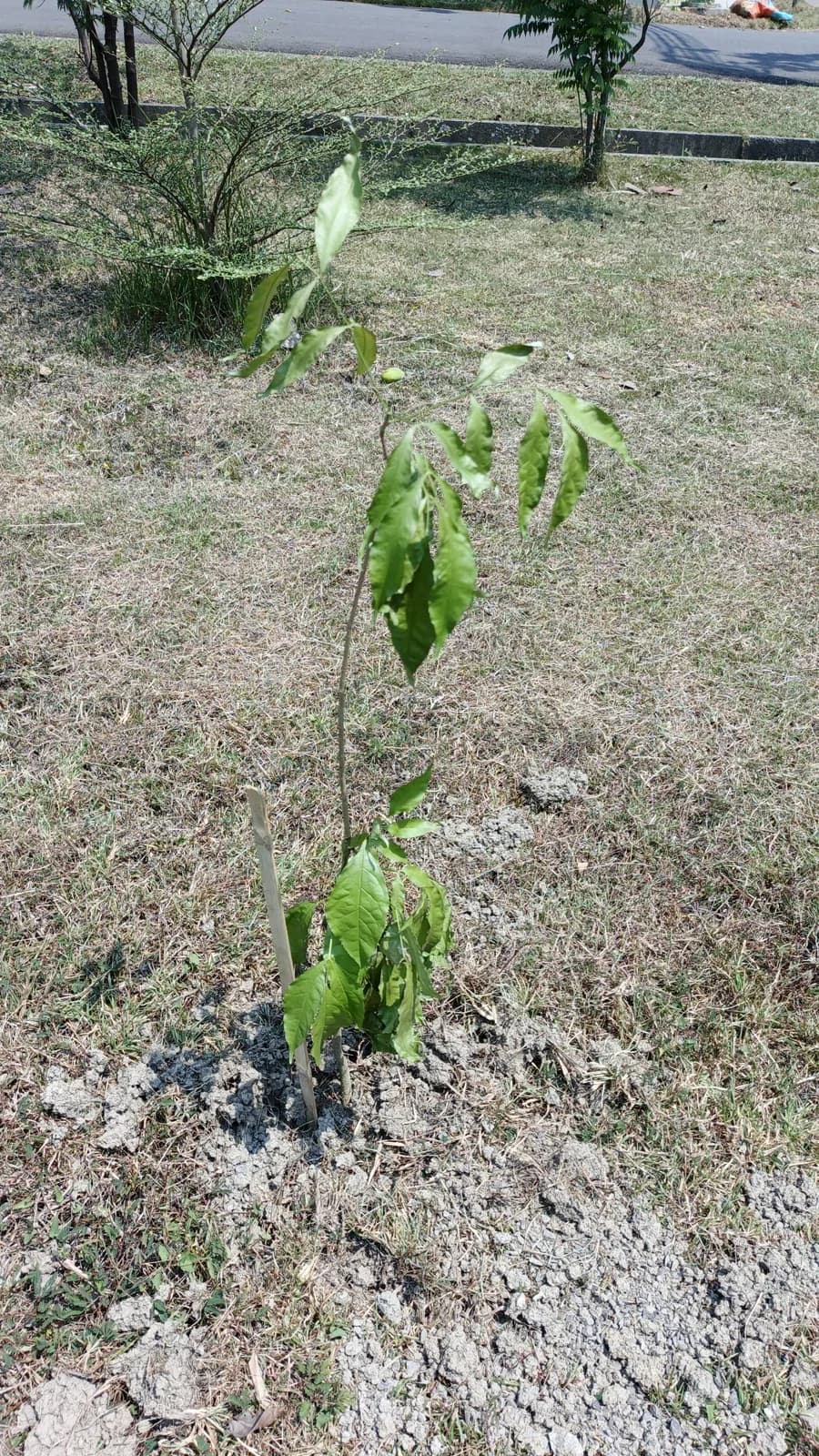 Pohon Tabebuya Penjaga Cerita