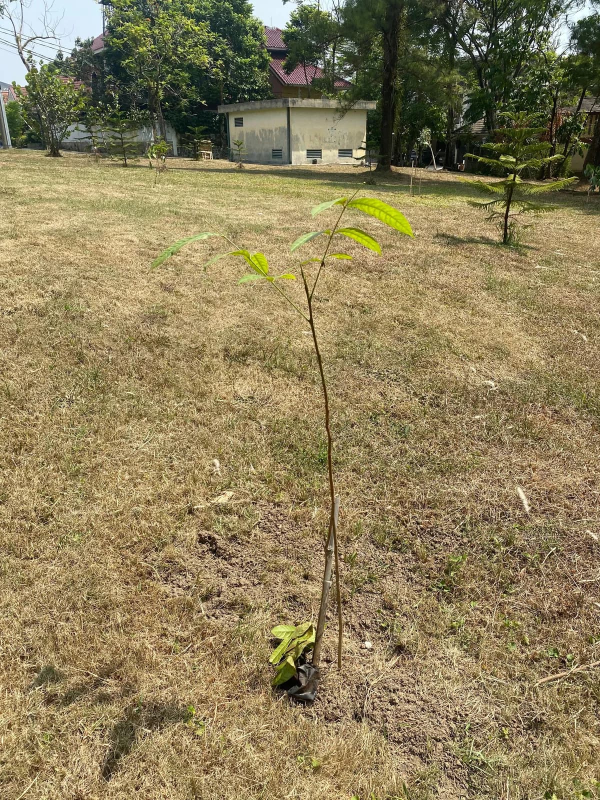 Tabebuya Cerita Warna