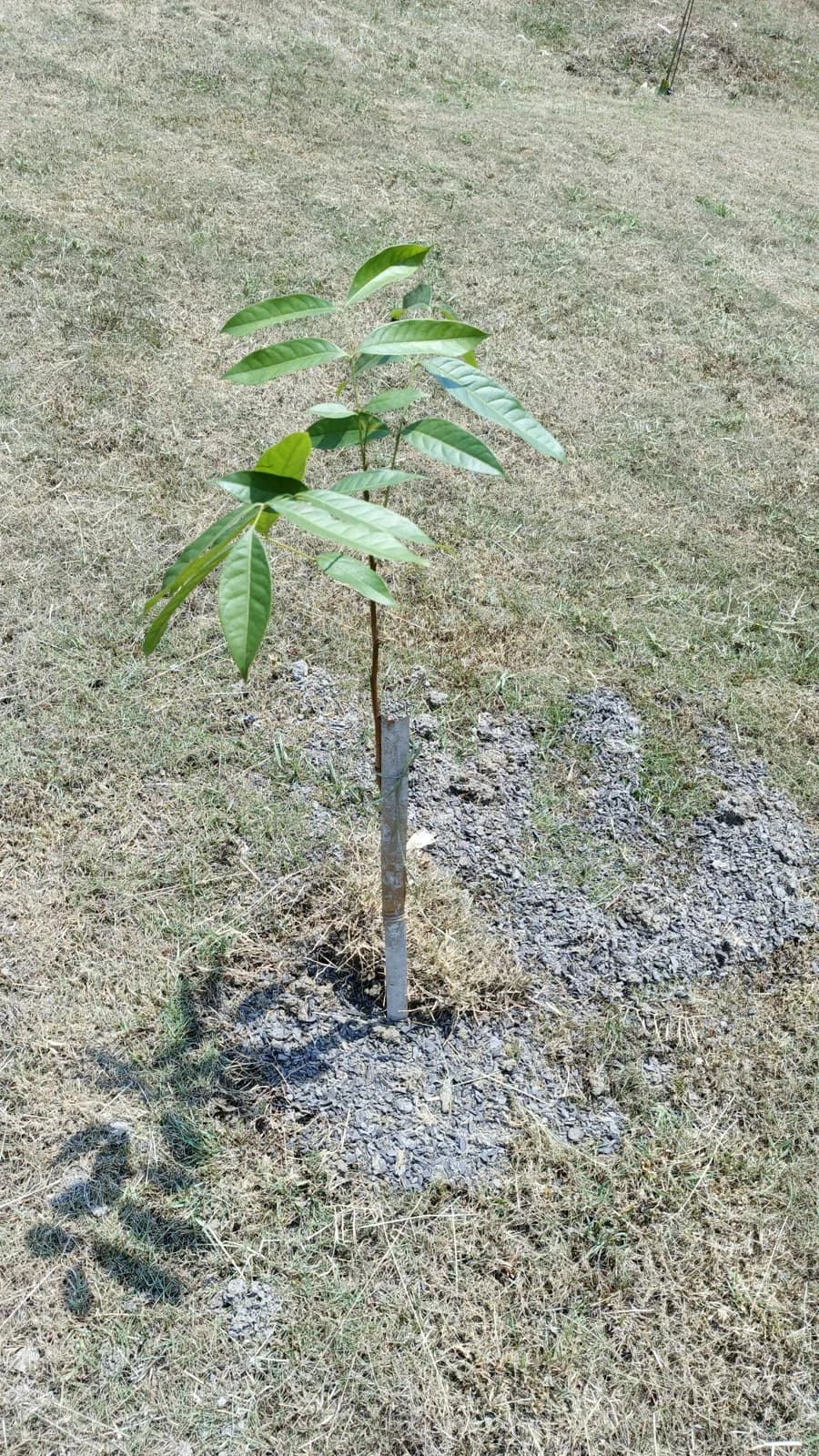 Tabebuya Rindang Warna