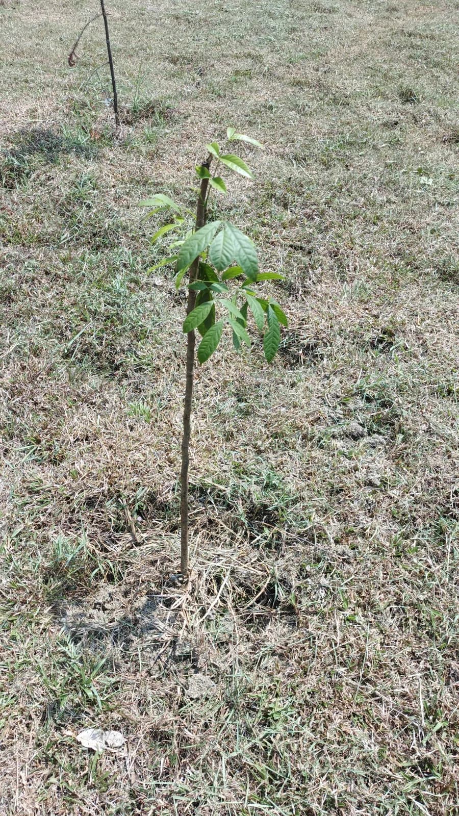 Pohon Mahoni Teduh Lestari