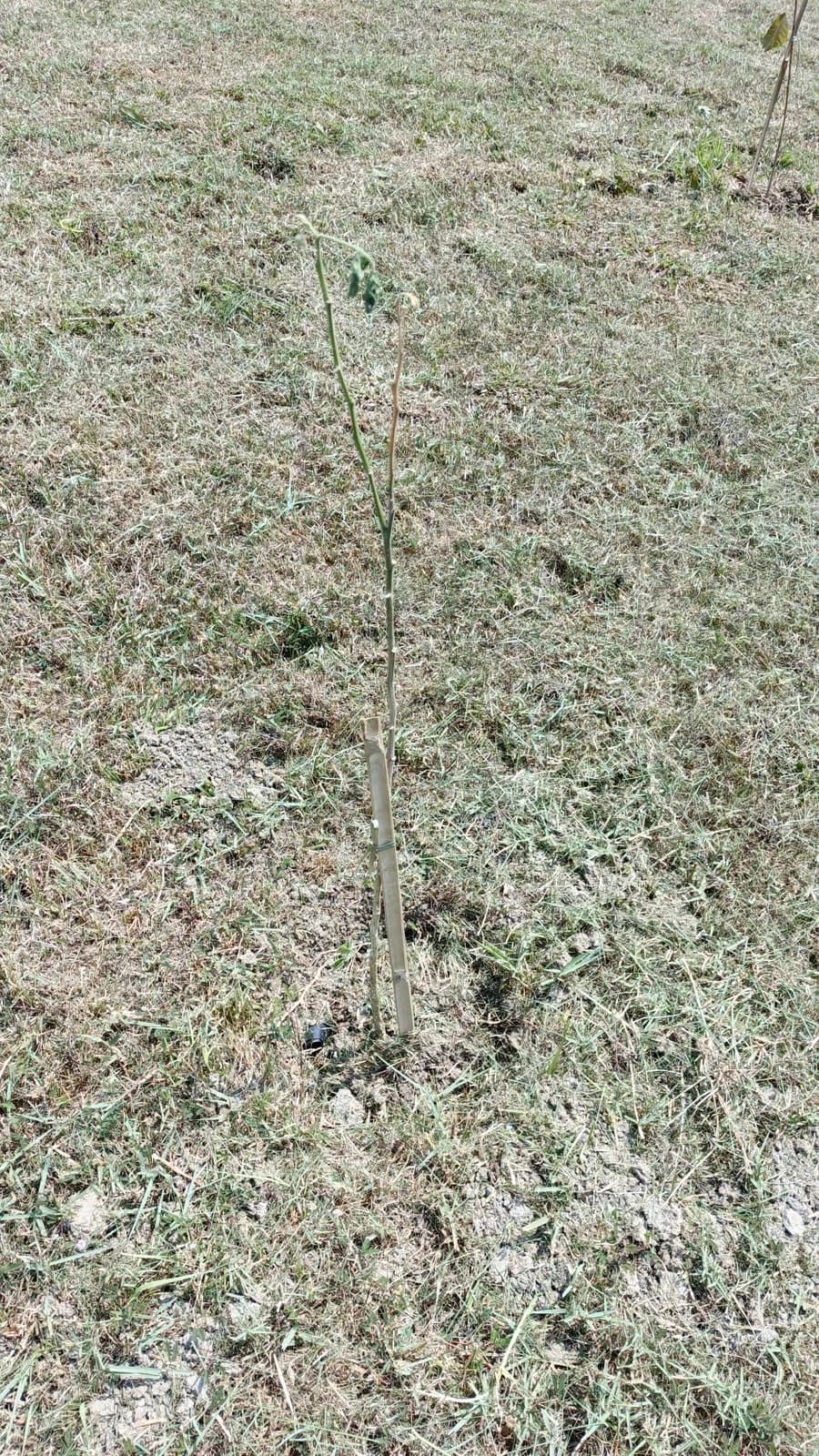 Pohon Tabebuya Pendar Bunga