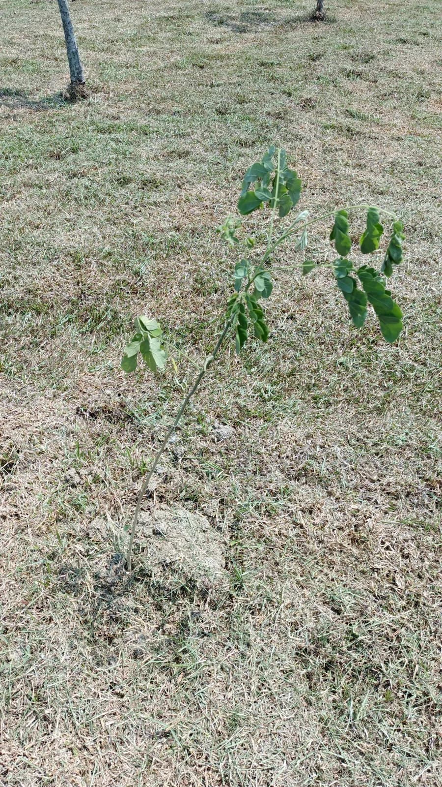 Pohon Trembesi Penjaga Ruang