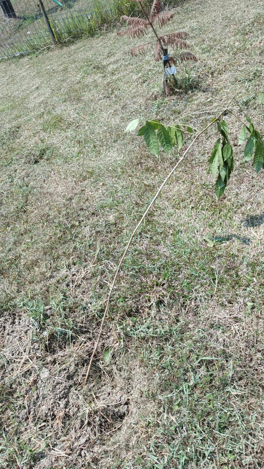 Pohon Trembesi Napas Hijau
